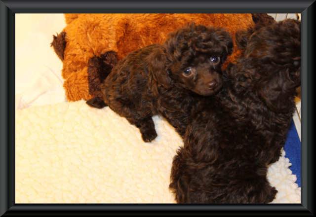 Black Toy poodle puppies