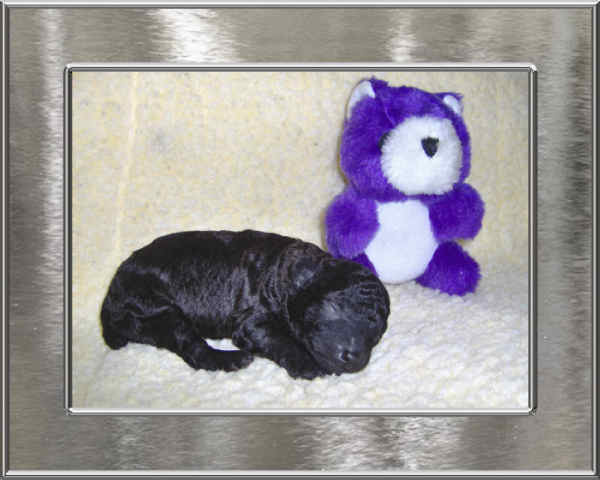 Tiny Toy Poodle Puppies Black Male