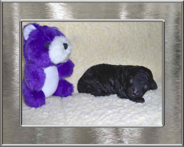 Toy Poodles, Poodle Breeder, black, brown