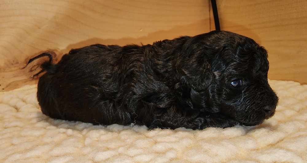 Mya Shamus Male 1