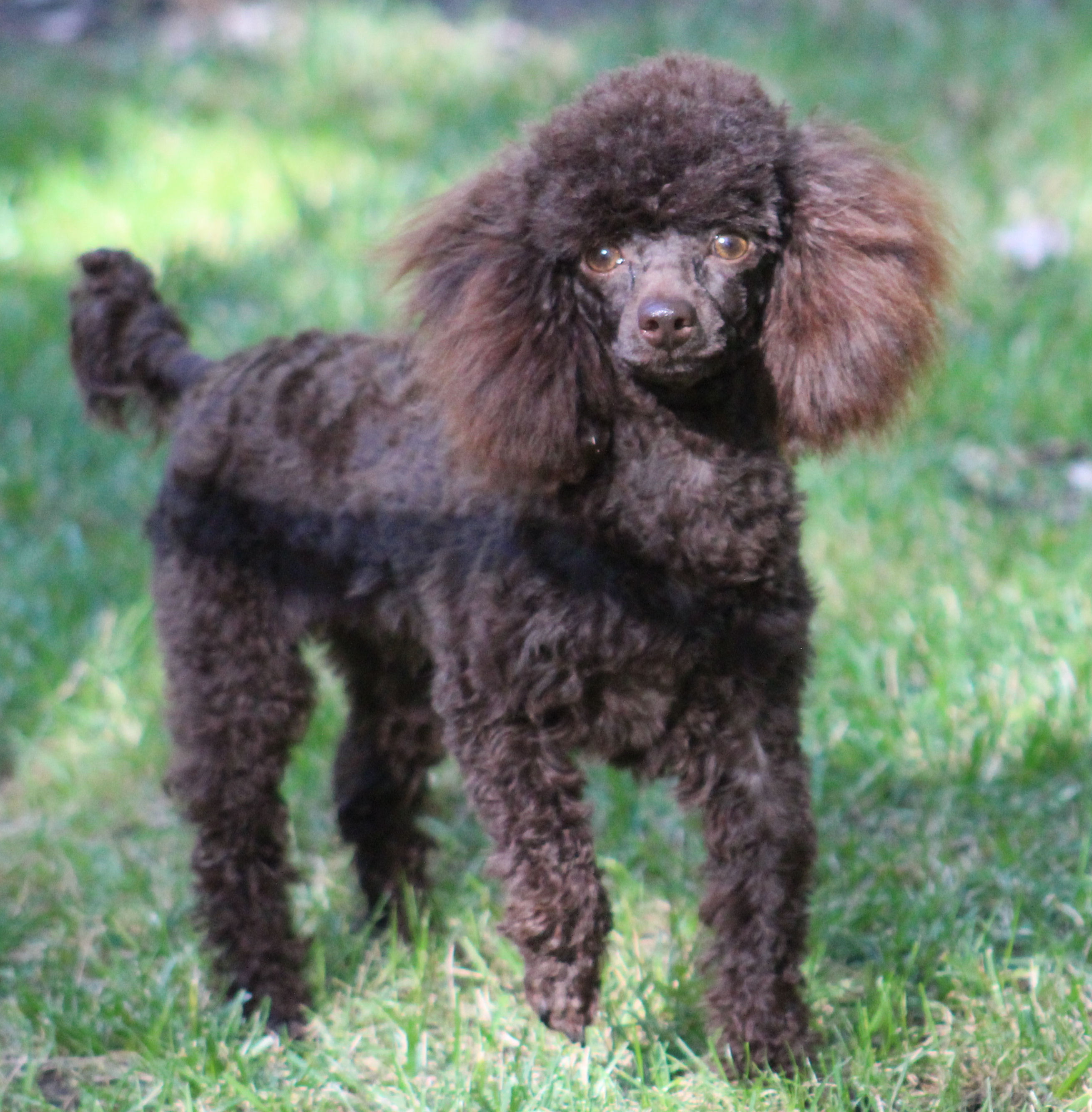 Black shop teacup poodle